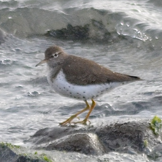 Spotted Sandpiper
